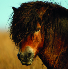 Exmoor Pony Stalion