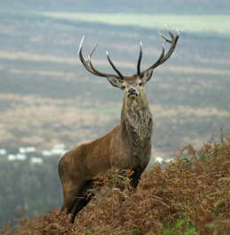 Stag on the Exmoor Forrest 2