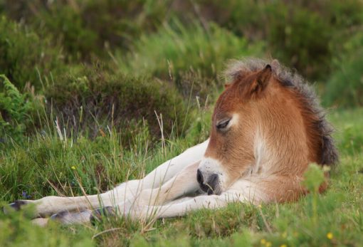 Exmoor Pony Foal