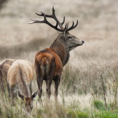 Exmoor Red Deer