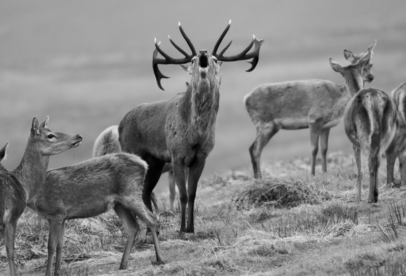 Exmoor Stag Bolving B_W Exmoor Stag Bolving B_W