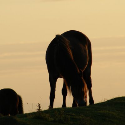 Exmoor pony Sillouette