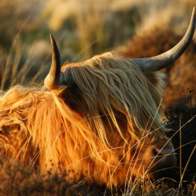 Highland Cattle Portrait