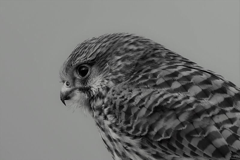 Kestrel Portrait B_W Kestrel Portrait B_W