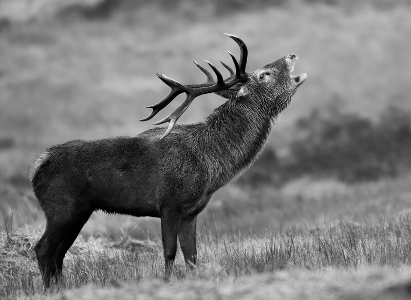 Large Exmoor Stag bolving B_W Large Exmoor Stag bolving B_W