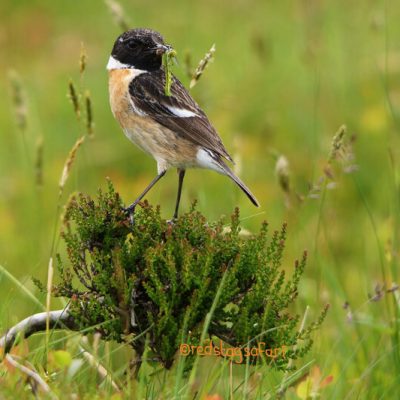 Male Stonechat with Catterpillar Exmoor