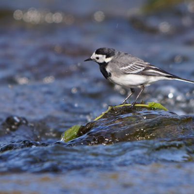 Pied Wagtail Exmoor