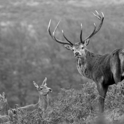 Red Deer Stag, B_W