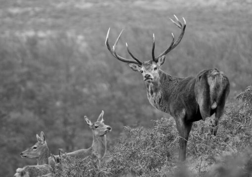 Red Deer Stag, B_W