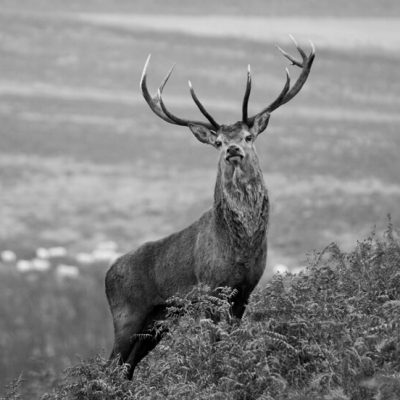 Red Deer Stag B_W