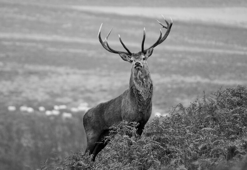 Red Deer Stag B_W Red Deer Stag B_W