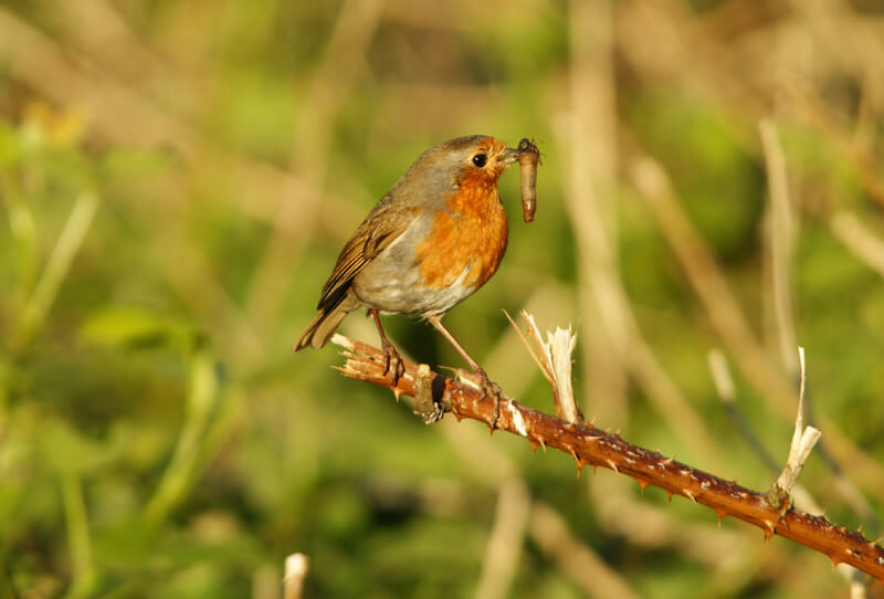 Robin Exmoor Robin Exmoor