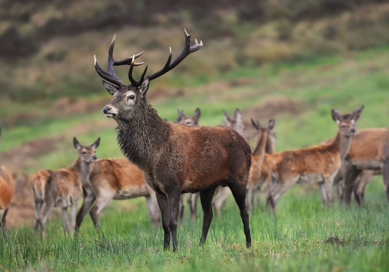 Stag and Hinds Stag and Hinds