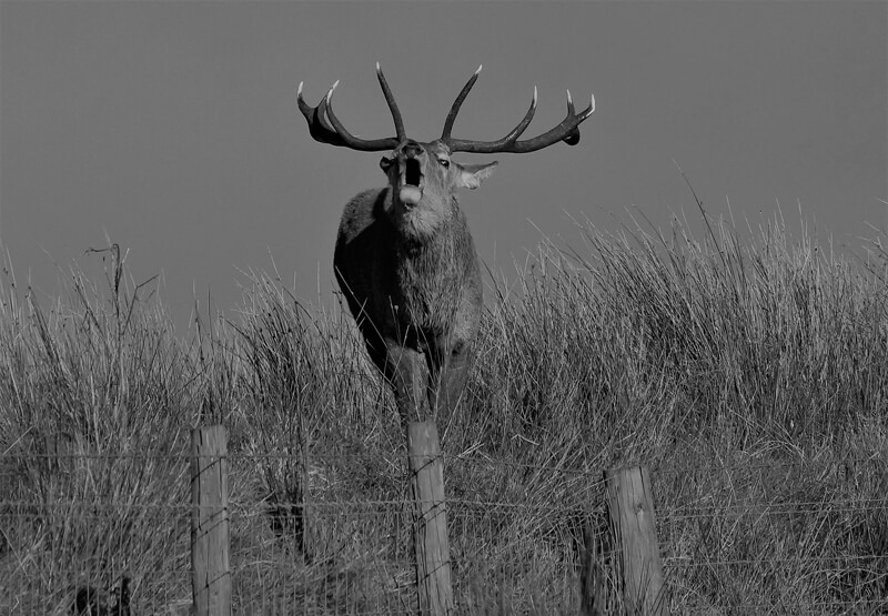 Stag in Rut B_W Stag in Rut B_W