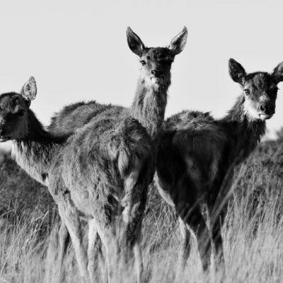 Trio of Hinds B_W