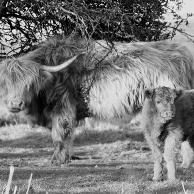 highland Cattle B_W