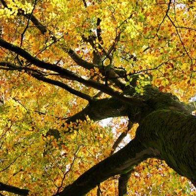 Exmoor Beech Trees