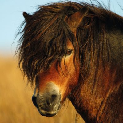 Exmoor-Pony-Stallion