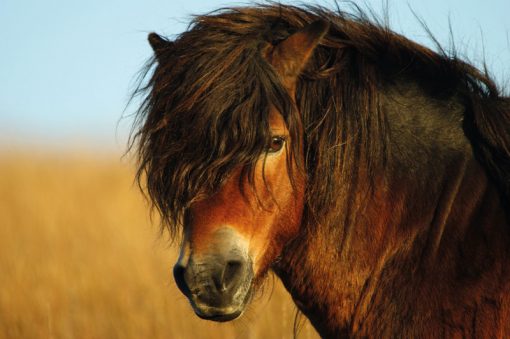 Exmoor-Pony-Stallion