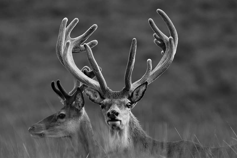 red-stag-in-velvet-DSC_2214-(16)