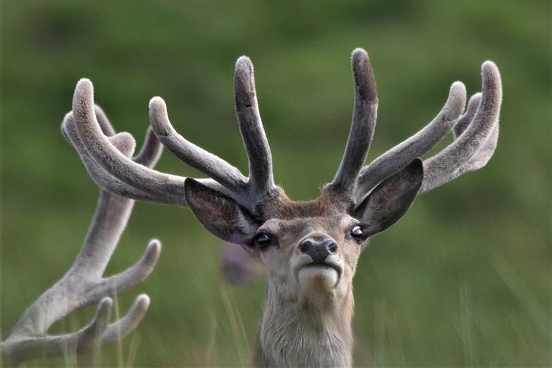 red-stag-in-velvet-DSC_2223-(15)