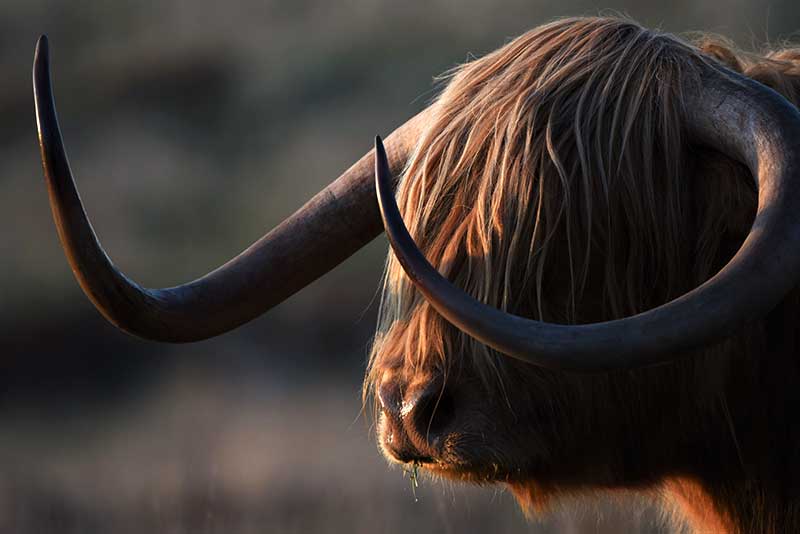 Exmoor Highland Cow evening light Exmoor Highland Cow evening light