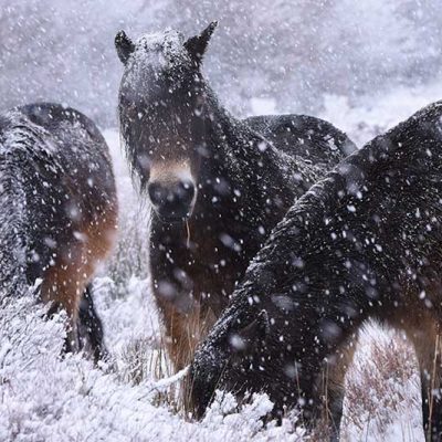Exmoor Ponies in snow