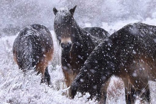 Exmoor Ponies in snow